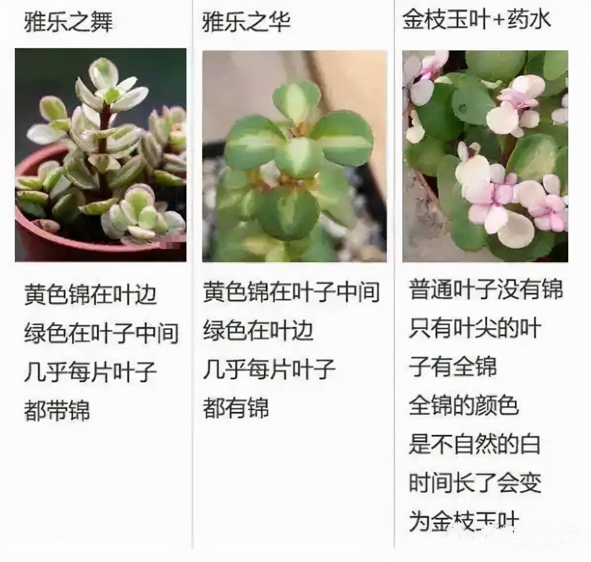 金枝玉叶叶子干瘪掉落怎么回事(叶子总是哗哗的掉还能活吗)-图片4